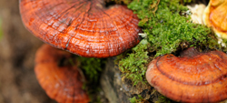 ganoderma